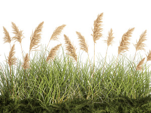Juniper bushes and pampas grass for landscaping 1171 Modello 3D