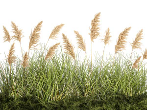 Juniper bushes and pampas grass for landscaping 1171 3D Model