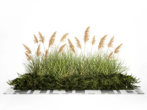 Juniper bushes and pampas grass for landscaping 1171 3D Model