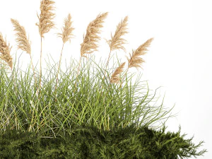 Juniper bushes and pampas grass for landscaping 1171 3D Model