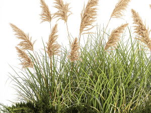 Juniper bushes and pampas grass for landscaping 1171 Modello 3D