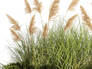 Juniper bushes and pampas grass for landscaping 1171 3D Model