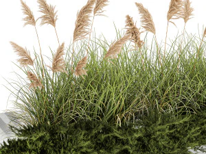 Juniper bushes and pampas grass for landscaping 1171 3D Model