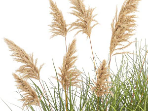 Juniper bushes and pampas grass for landscaping 1171 3D Model