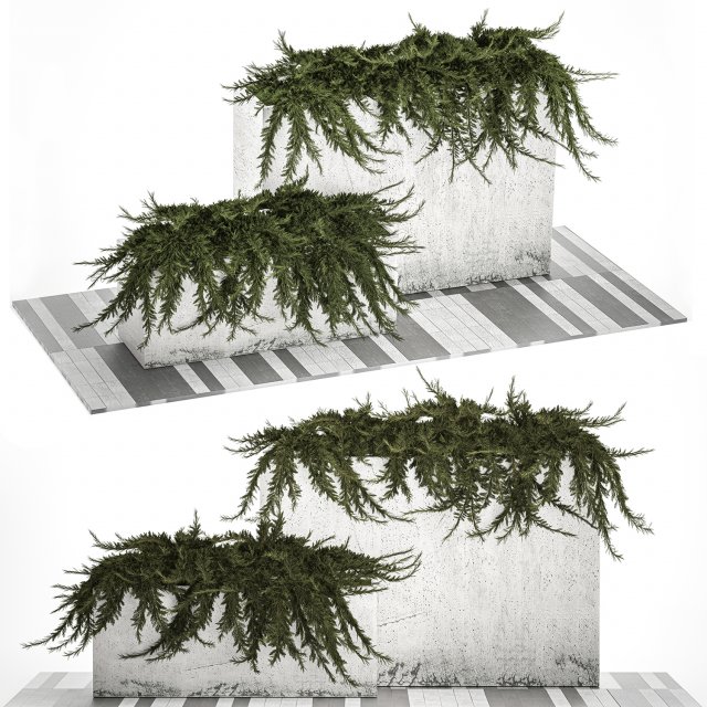 Cypress And Juniper For The Urban Environment 1172 3D Model .c4d .max .obj .3ds .fbx .stl .blend 