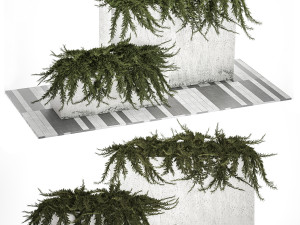 Cypress And Juniper For The Urban Environment 1172 3D Model