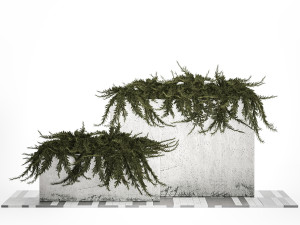 Cypress And Juniper For The Urban Environment 1172 3D Model