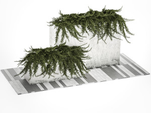 Cypress And Juniper For The Urban Environment 1172 3D Model