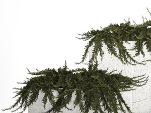 Cypress And Juniper For The Urban Environment 1172 3D Model