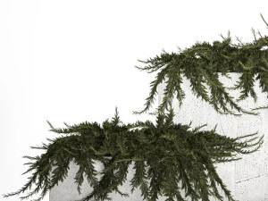 Cypress And Juniper For The Urban Environment 1172 3D Model