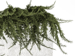 Cypress And Juniper For The Urban Environment 1172 3D Model