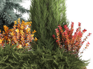 Garden of spruce thuja juniper and barberry 1173 Modèle 3D