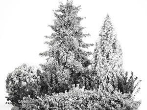 Garden of spruce thuja juniper and barberry 1173 Modèle 3D