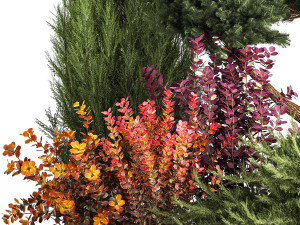 Garden of nivaki thuja juniper and barberry 1174 3D Модель