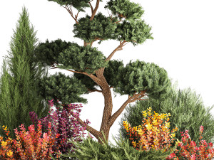 Garden of nivaki thuja juniper and barberry 1174 3D Модель