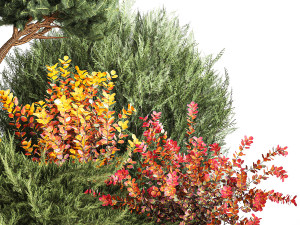 Garden of nivaki thuja juniper and barberry 1174 3D Модель