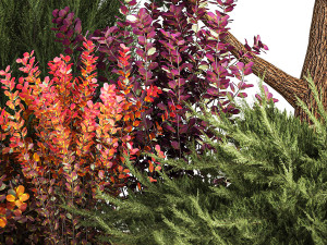 Garden of nivaki thuja juniper and barberry 1174 3D Модель