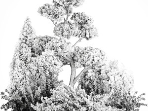Garden of nivaki thuja juniper and barberry 1174 3D Модель