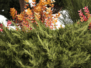 Garden Of Nivaki Thuja Juniper And Barberry 1175 3D Модель