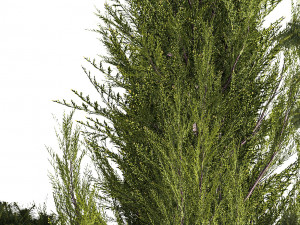 Garden Of Nivaki Thuja Juniper And Barberry 1175 3D Модель
