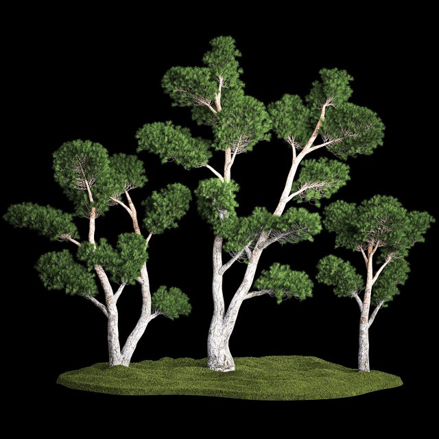 Decorative Trees Pine Topiary Niwaki 1176 Modelo 3D .c4d .max .obj .3ds .fbx .stl .blend 
