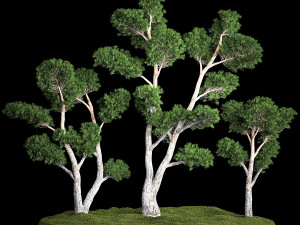 Decorative Trees Pine Topiary Niwaki 1176 3D Model