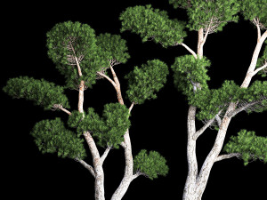 Decorative Trees Pine Topiary Niwaki 1176 Modelo 3D