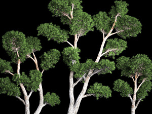 Decorative Trees Pine Topiary Niwaki 1176 Modelo 3D