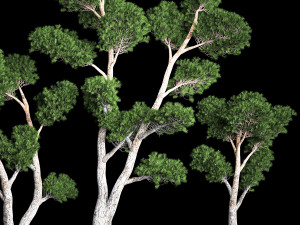 Decorative Trees Pine Topiary Niwaki 1176 Modelo 3D