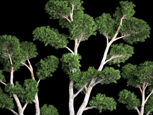 Decorative Trees Pine Topiary Niwaki 1176 Modelo 3D