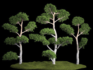Decorative Trees Pine Topiary Niwaki 1176 3D Model