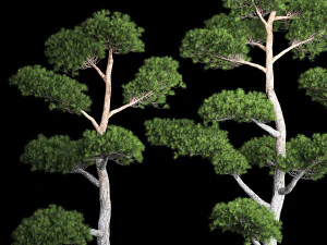 &Aacute;rvores Decorativas Topiaria de Pinheiro Niwaki 1176 Modelo 3D