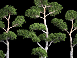 &Aacute;rvores Decorativas Topiaria de Pinheiro Niwaki 1176 Modelo 3D