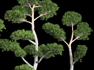 &Aacute;rvores Decorativas Topiaria de Pinheiro Niwaki 1176 Modelo 3D