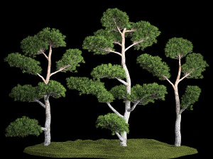 &Aacute;rvores Decorativas Topiaria de Pinheiro Niwaki 1176 Modelo 3D