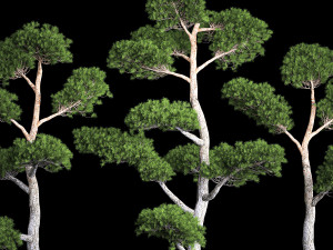 Decorative Trees Pine Topiary Niwaki 1176 3D Model