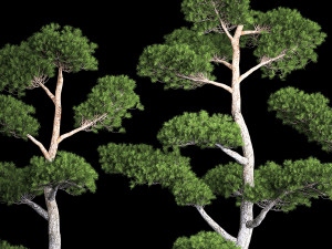 Decorative Trees Pine Topiary Niwaki 1176 3D Model