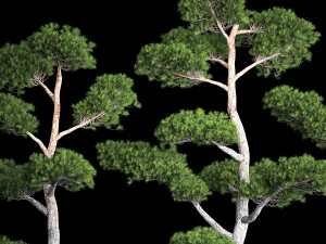 &Aacute;rvores Decorativas Topiaria de Pinheiro Niwaki 1176 Modelo 3D