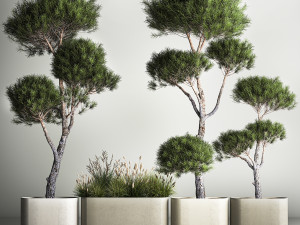 Decorative Pine Topiary In A Garden Flowerpot 1177 3D Model