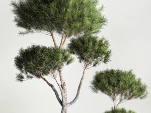 Decorative Pine Topiary In A Garden Flowerpot 1177 3D Model