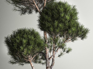 Decorative Pine Topiary In A Garden Flowerpot 1177 Modelo 3D