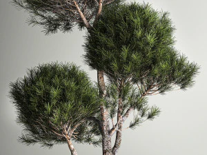 Decorative Pine Topiary In A Garden Flowerpot 1177 3D Model