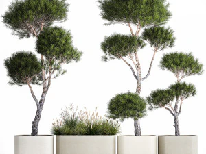Decorative Pine Topiary In A Garden Flowerpot 1177 3D Model