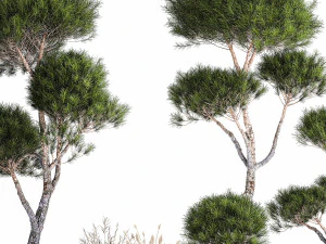 Decorative Pine Topiary In A Garden Flowerpot 1177 3D Model