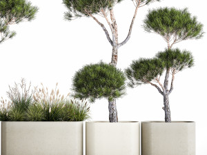 Decorative Pine Topiary In A Garden Flowerpot 1177 Modelo 3D
