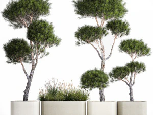 Decorative Pine Topiary In A Garden Flowerpot 1177 3D Model