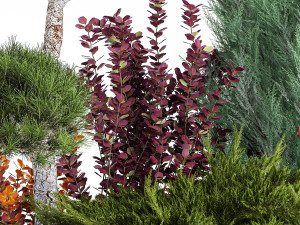 Garden Of Nivaki Thuja Juniper And Barberry 1178 Model 3D