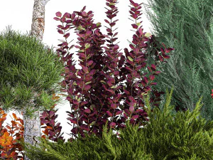 Garden Of Nivaki Thuja Juniper And Barberry 1178 3D Model