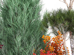 Garden Of Nivaki Thuja Juniper And Barberry 1178 3D Model