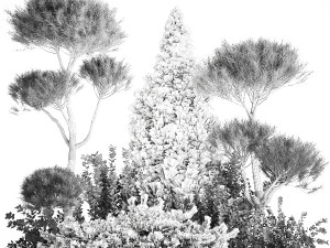 Garden Of Nivaki Thuja Juniper And Barberry 1178 Model 3D